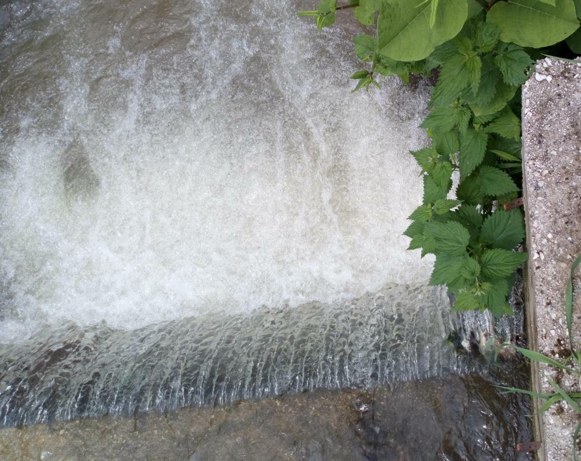 Forest Stream Vikendica *