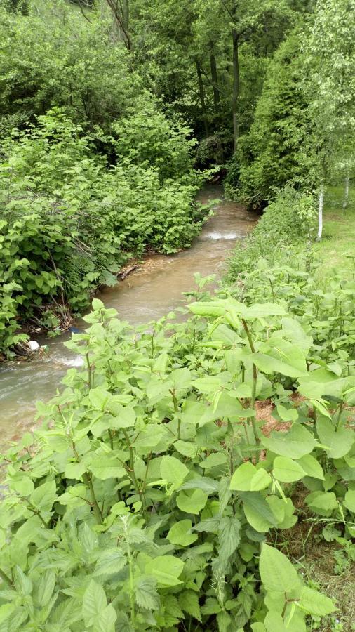 Forest Stream Visoko