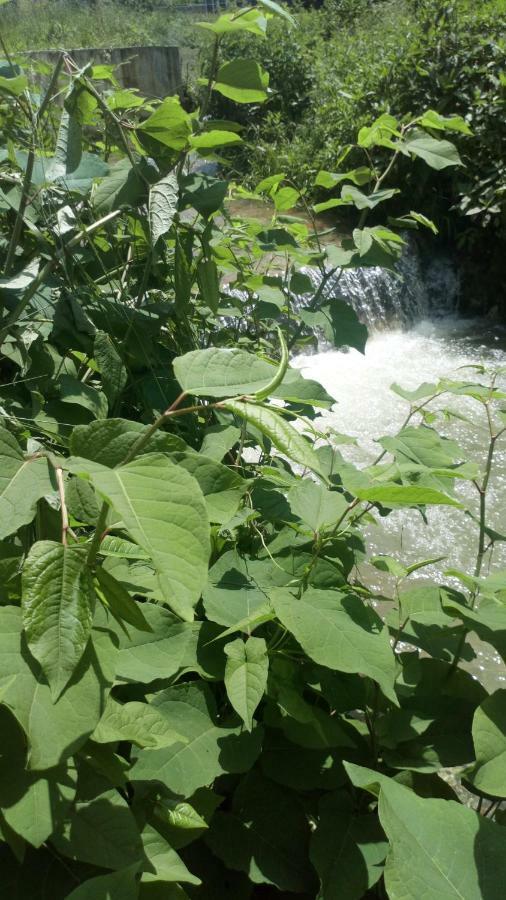 Forest Stream Vikendica Visoko